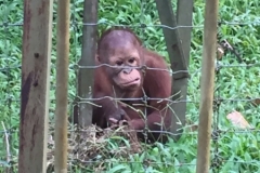 4601 -23-12-18 Orangutang