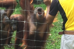 4606 -23-12-18 Orangutang