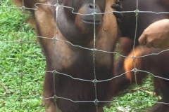 4607 -23-12-18 Orangutang