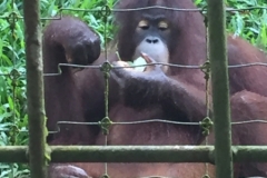4609 -23-12-18 Orangutang