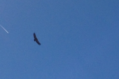1014 vulture flying