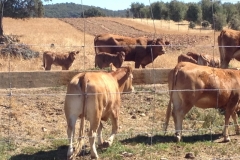 1017 cows