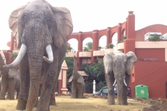 1964 20-10 Torremolinos Elephants