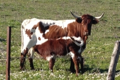 4796 11-1 Cow and calf