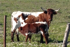 4797 11-1 Cow and calf