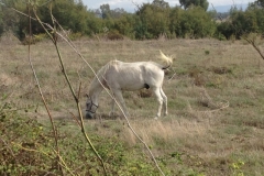 2161 24-10 white horse