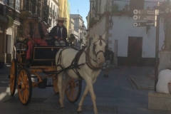 2405 30-10 morning horse drawn carriage