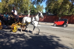 2572 6-11 horse carriage