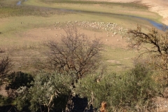 2802 8-11 sheep view