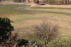 2803 8-11 sheep view