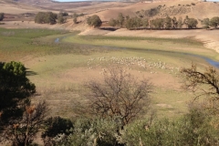 2805 8-11 sheep view