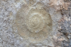 2961 9-11 fossil