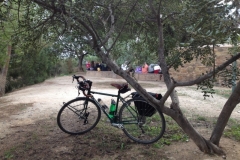3325 20-11 Bike under tree