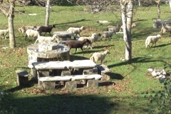 3703 28-11 picnic sheep