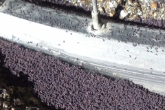 3719 28-11 fly larvae