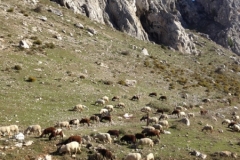 3738 28-11 sheep view