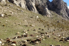 3739 28-11 sheep view