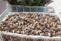 4056 9-12 snails