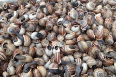 4057 9-12 snails
