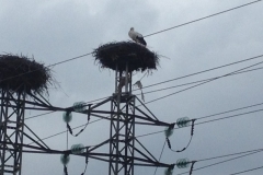 4173 14-12 Stork nests