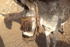 1576 4-10 donkeys