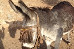 1577 4-10 donkeys