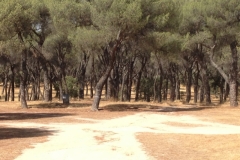 0684 park trees Madrid