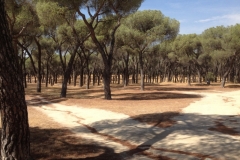 0685 park trees Madrid