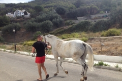 1422 White horse