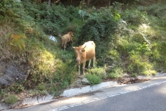 0064 1-9-16 Cows on road