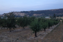 0253 Olive trees