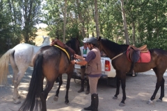 0426 K horses Andaluz