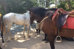 0426 L horses Andaluz