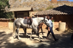 0426 O horses Andaluz