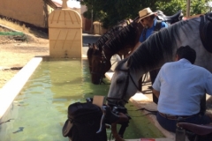 0426 R horses Andaluz