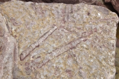 9419 22-6 fossils