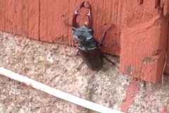 9424 22-6 stag beetle