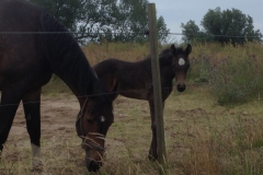 9531 3-7 mare and foal