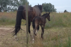 9532 3-7 mare and foal
