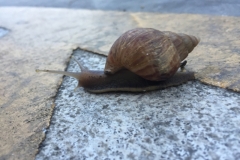 7253 25-3-19 snail