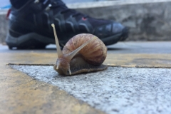 7254 25-3-19 snail