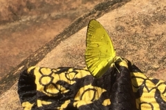 8216 4-5-19  butterfly