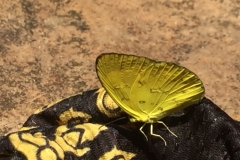 8217 4-5-19  butterfly
