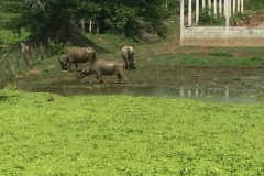 8620  30-5-19 water buffalo