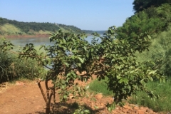 3251  7-5-18  shrub