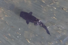 3285 8-5-18  fish at  Iguaco Falls Argentine side