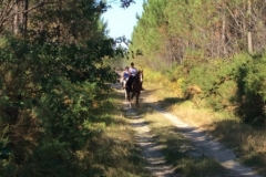 0504 forest trail