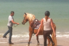0001 Calais horse