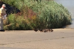 0198 Loire ducks 2