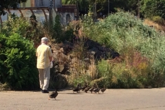 0197 Loire ducks